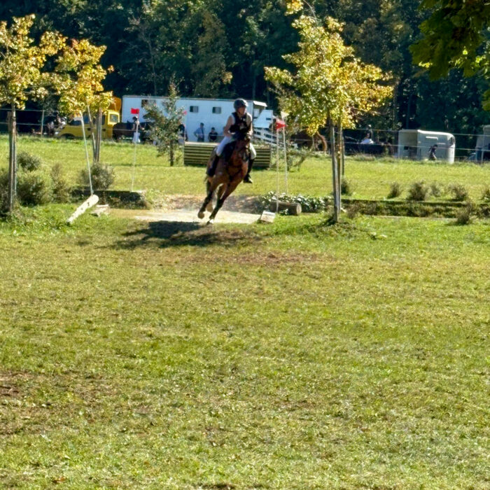 Pferdekoppel auf einem Reitturnier